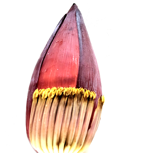 바나나꽃 50g (Musa Sapientum (Banana) Flower) 태국