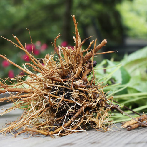 에키네시아뿌리 1kg (Echinacea Angustifolia Root) 미국