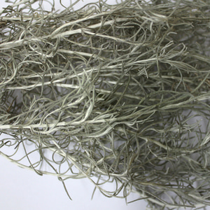 스토에카스에버라스팅 전초 50g (Helichrysum Stoechas) 국산-청주