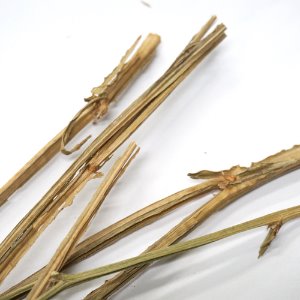 갯질경이속줄기 스타티스줄기 50g (Limonium stem) - 한국
