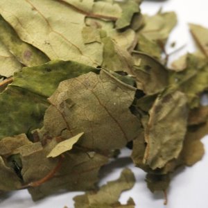 고욤나무 잎 1kg (Diospyros lotus  Leaf) 국산-청주