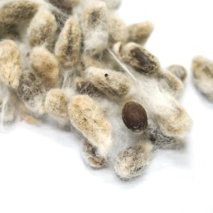 코튼(목화) 씨 50g (Gossypium Herbaceum (Cotton) Seed) 국산
