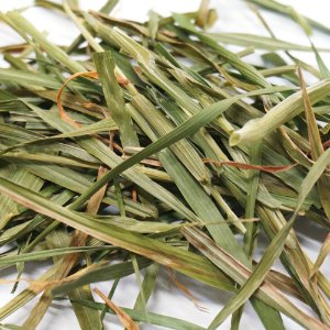 밀 싹 50g (Triticum Vulgare (Wheat) Sprout) 국산