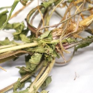 냉이 전초 50g (Capsella Bursa-Pastoris) 국산-청주
