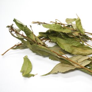 버드나무 전초 50g (Salix Koreensis ) 국산-청주
