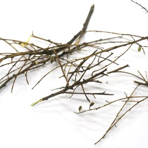 회화나무 가지 50g (Sophora Japonica Branch) 국산-청주