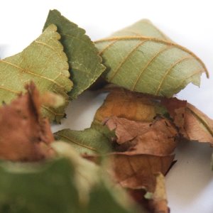 가시칠엽수잎 50g (Aesculus Hippocastanum (Horse Chestnut)leaf