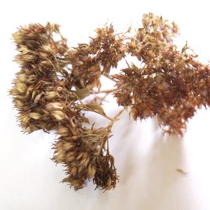 꿩의비름 50g (Sedum Purpureum) 국산
