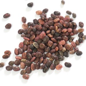 루핀씨 50g (Lupinus Spp Seed) 국산-청주