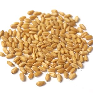 밀 1kg (Triticum Aestivum (Wheat) Seed) 국산