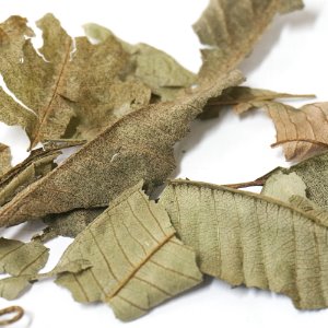 자금우 천냥금 50g (Ardisia Japonica Leaf) 국산