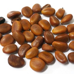 허니로커스트 50g (Gleditsia Triacanthos Seed) 국산