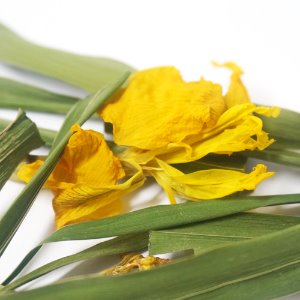 노랑꽃창포 50g (Iris Pseudacorus) 국산
