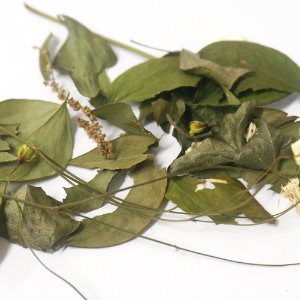 연영초 50g (Trillium kamtschaticum Pall. ex Pursh) - 한국