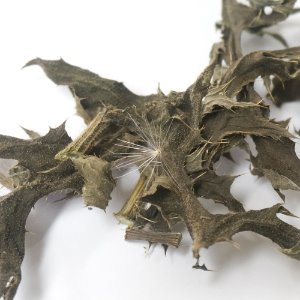 엉겅퀴 꽃/잎/줄기 50g (Cirsium (Thistle) Flower/Leaf/Stem) 국산