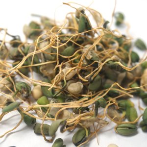 녹두 싹 50g (Phaseolus Radiatus Sprout) 국산-청주