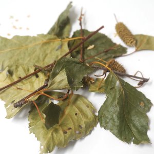 자작나무 줄기,잎 50g (Betula Platyphylla Japonica) 국산