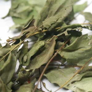 회화나무 잎 50g (Sophora Japonica Leaf) 국산-청주