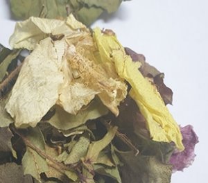 코튼(목화) 꽃 30g (Gossypium Herbaceum (Cotton) Flower) 국산-청주