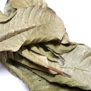 구아바 잎 50g (Psidium Guajava Leaf) 국산-제주