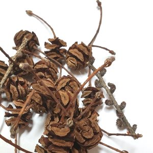 메타세과이아열매 50g (Metasequoia Glyptostroboides Seed) 국산-청주