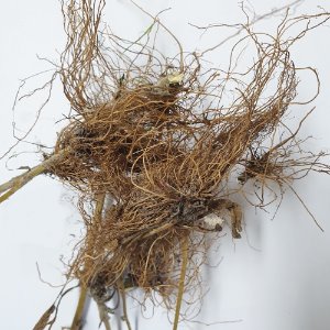 개망초 뿌리 50g (Erigeron Annuus Root ) 국산-청주