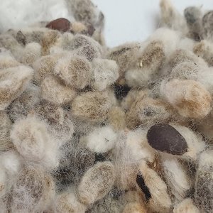 코튼(목화) 씨 50g (Gossypium Herbaceum (Cotton) Seed) 국산-청주