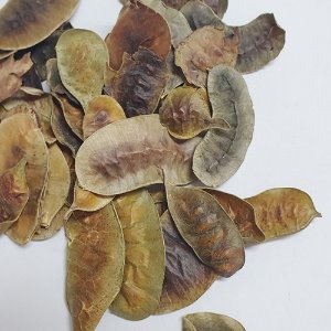센나 씨 50g (Cassia Angustifolia Seed) 인도