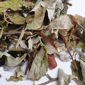 보리수열매잎줄기가지 50g (Elaeagnus Pungens Fruit/Leaf/Stem/Branch) 국산-청주