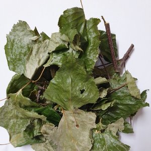 자작나무 잎/줄기 50g (Betula Platyphylla Japonica Leaf/Stem) 국산-청주