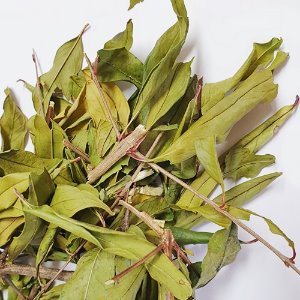 석류나무 잎/가지 50g (Punica Granatum Leaf/Brnch) 국산-청주