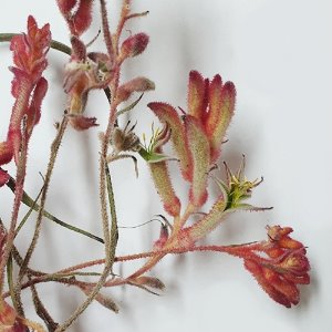 캥거루발톱 꽃/잎 50g (Anigozanthos Flavidus Flower/Leaf) 국산-청주