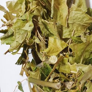 야래향 잎/가지 50g (Cestrum Nocturnum Leaf/Branch ) 국산-청주