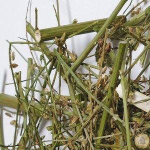 전동싸리 전초 50g (Melilotus Albus Seed/Leaf/Stem) 국산-청주