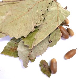 졸참나무(전초) 50g (Quercus Serrata) 국산-청주