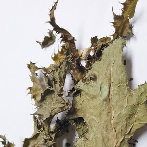 서양금혼초 전초 50g (Hypochaeris Radicata) 국산-청주