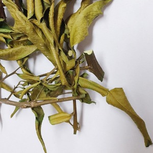 유자나무 잎 50g (Citrus Junos Lerf) 국산-고흥