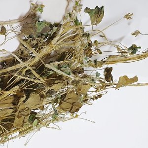 괭이밥 잎/줄기 50g (Oxalis corniculata Leaf/Stem) 국산-청주