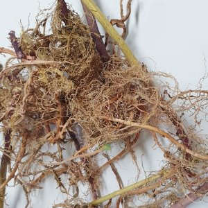 큰까치수염 뿌리 50g (Lysimachia Clethroides Root) 국산-청주