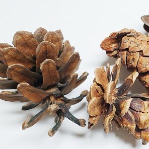 곰솔나무 솔방울 50g (Pinus Thunbergii Cone) 국산-양양