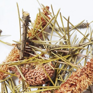 소나무 전초 1kg (Pinus Densiflora Flower/Leaf/Branch) 국산-속초