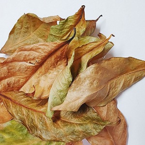 커피나무잎 50g (Coffea arabica Leaf) 국산-청주