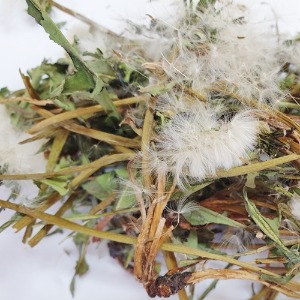 서양민들레 전초 50g (Taraxacum officinale(Dandelion)) 국산-청주