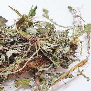 지칭개 새싹 50g (Hemistepa Lyrata Sprout) 국산-청주