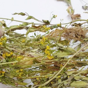 꽃다지 전초 50g (Draba Nemorosa) 국산-청주