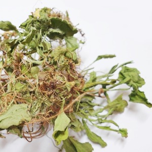 봄까치꽃 새싹 50g (Veronica persica Sprout) 국산-청주