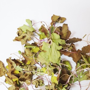 개씀바귀 줄기/잎 50g (Ixeris repens (L.) A.Gray Stem/Leaf) 국산-서천