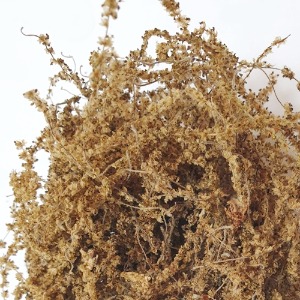 굴참나무 꽃 50g (Quercus variabilis Blume Flower) 국산-청주