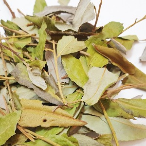 버드나무 잎/가지 50g (Salix Koreensis Leaf/Branch) 국산-청주