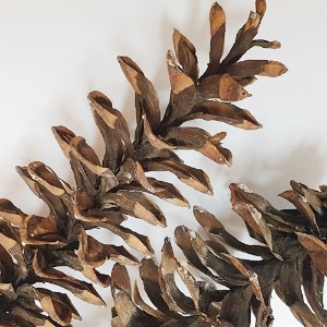 흰소나무솔방울(스트로브잣나무솔방울) 50g (Pinus Strobus Cone) 국산-청주